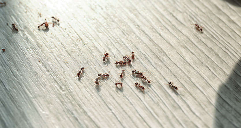 Flera myror på golv