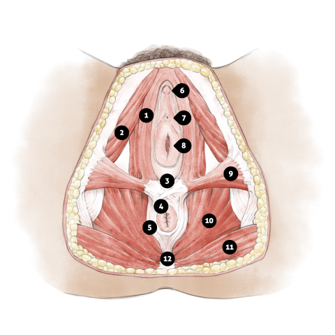 bild med beskrivning av de olika musklerna i bäckenbotten