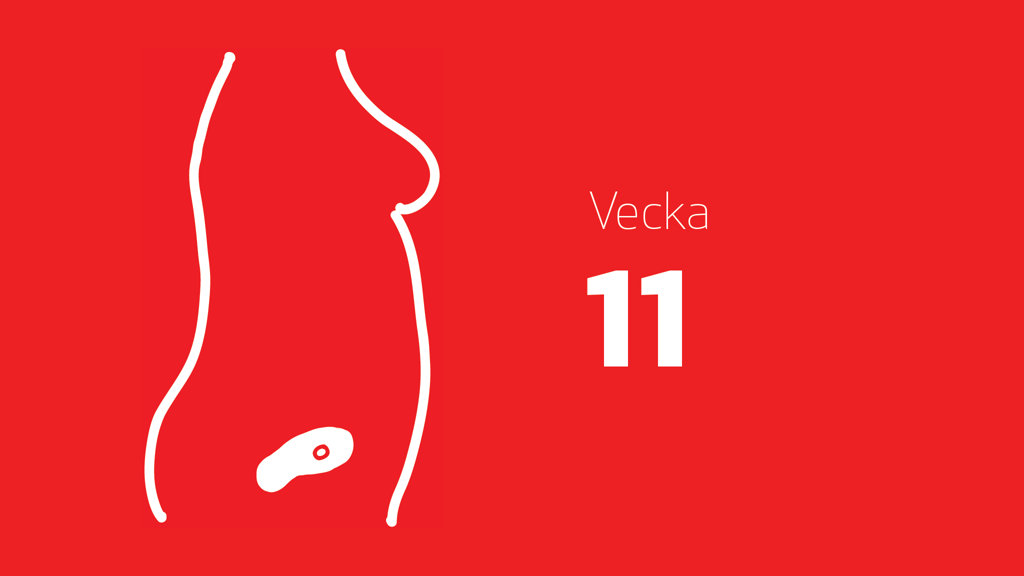 En tecknad bild på ett embryo i magen och texten vecka 11