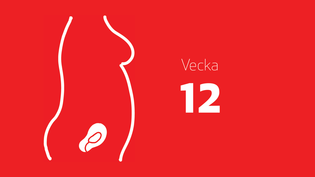 En tecknad bild på ett foster i magen och texten vecka 12