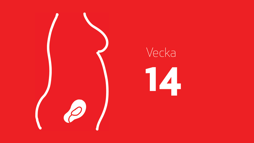 En tecknad bild på ett foster i magen och texten vecka 14