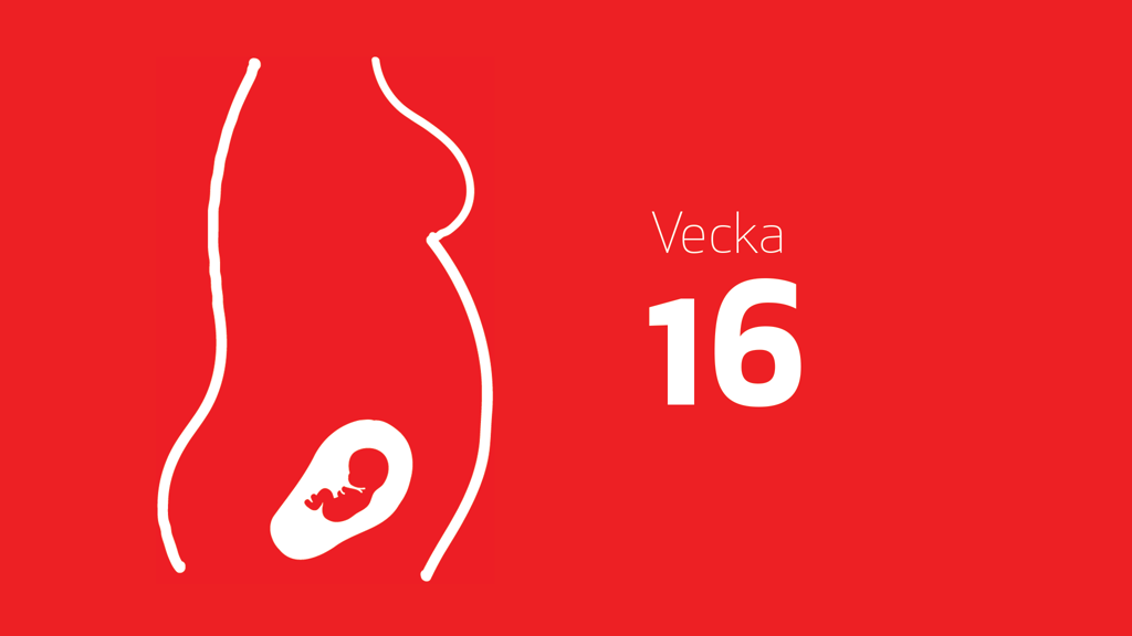 En tecknad bild på ett foster i magen och texten vecka 16
