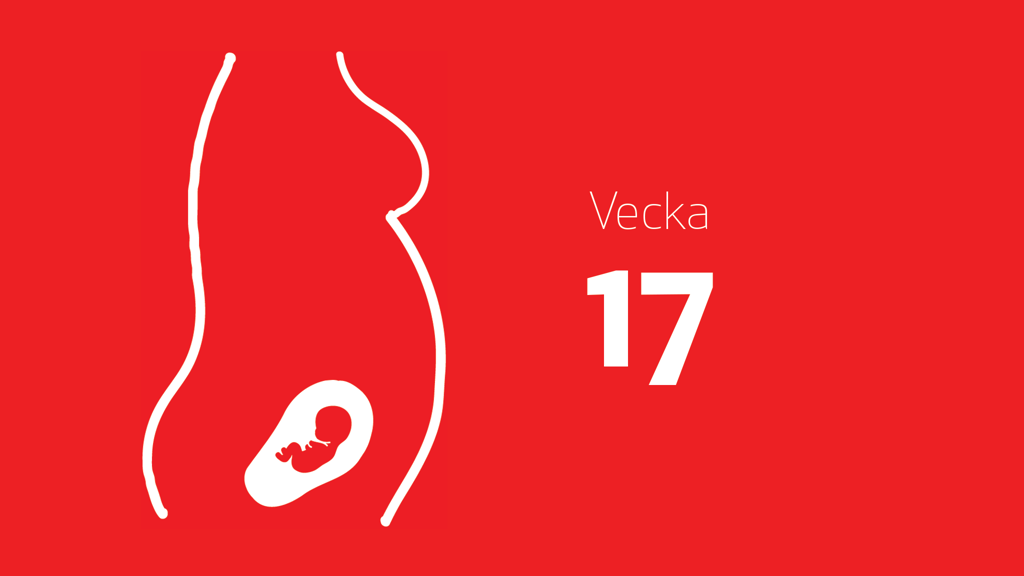 En tecknad bild på ett foster i magen och texten vecka 17