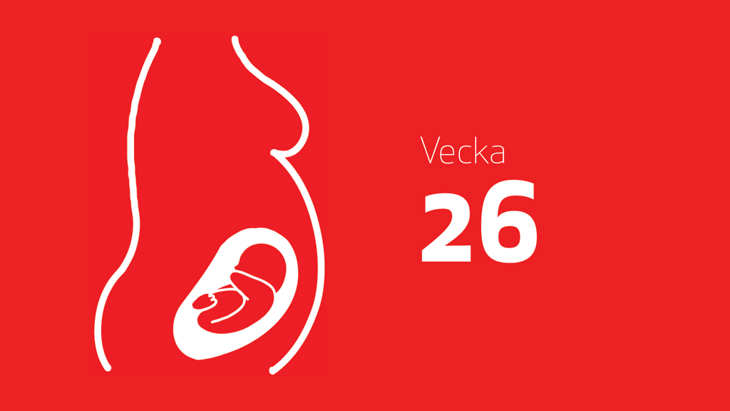 En tecknad bild på en bebis i magen och texten vecka 26