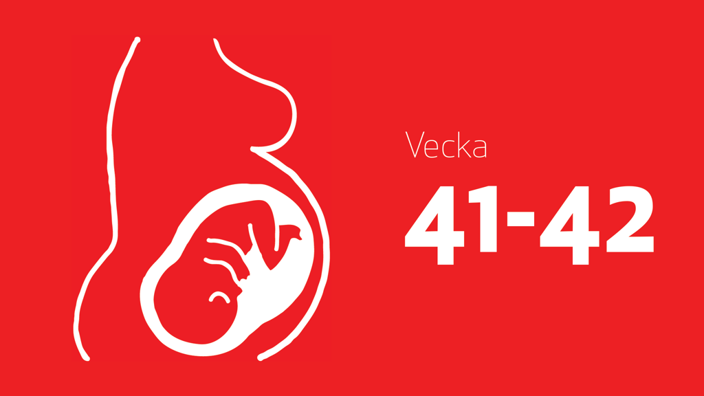 En tecknad bild på en bebis i magen och texten vecka 41-42