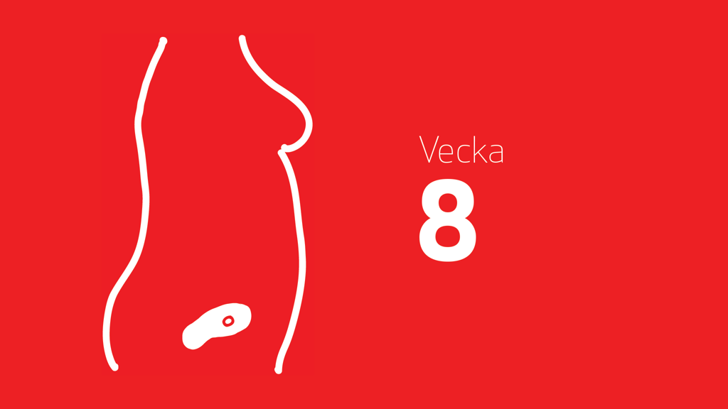 En tecknad bild på ett embryo i magen och texten vecka 8