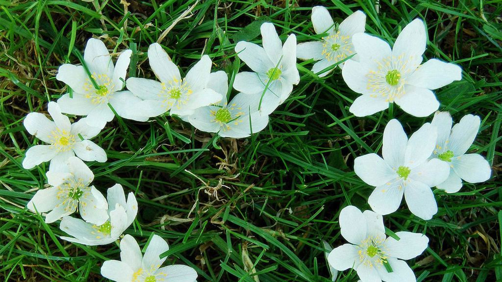 vitsippor ligger i formen av ett hjärta på en gräsmatta