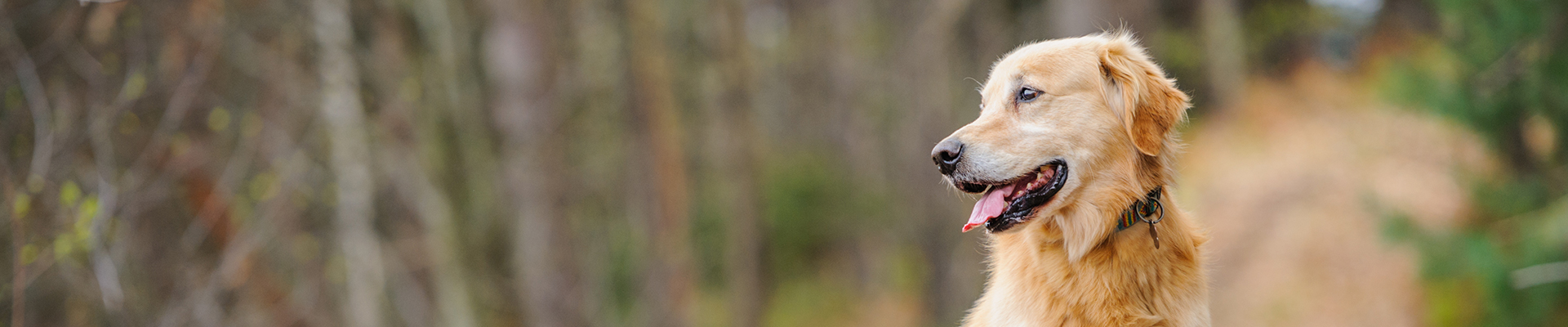 Glad hund är ute i naturen