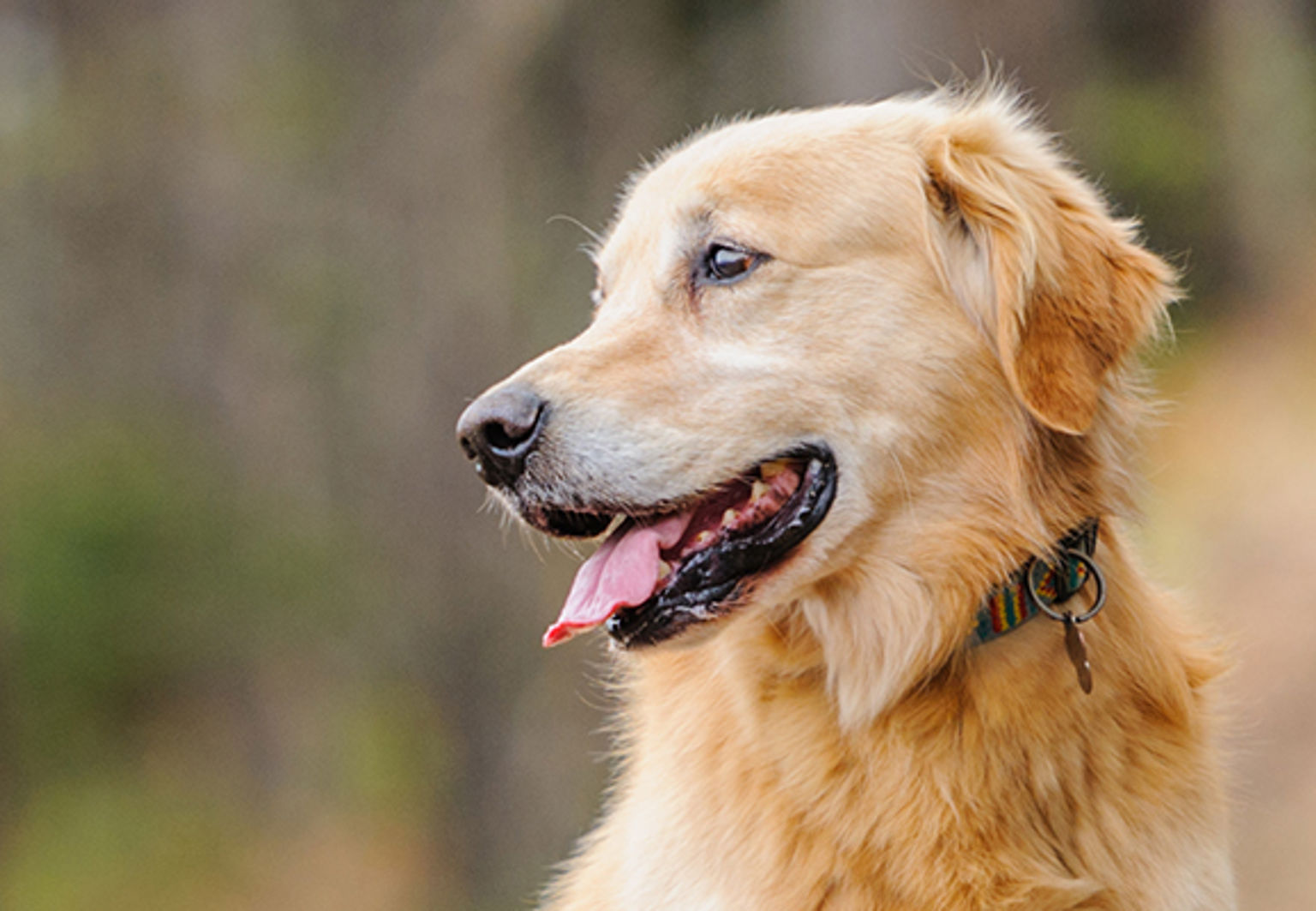 Glad hund är ute i naturen