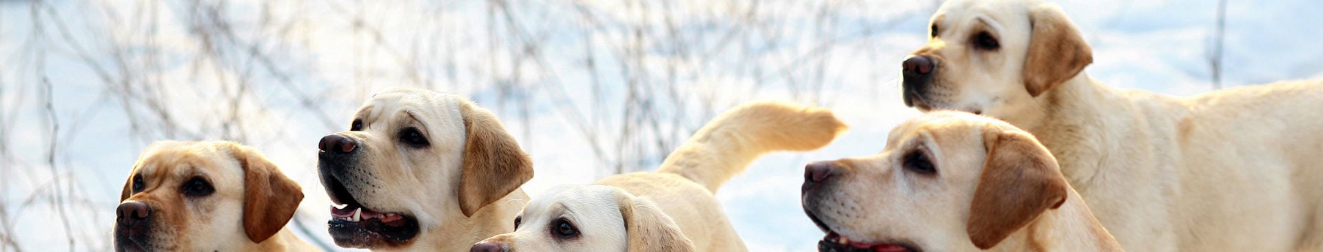 en flock gula labradorer