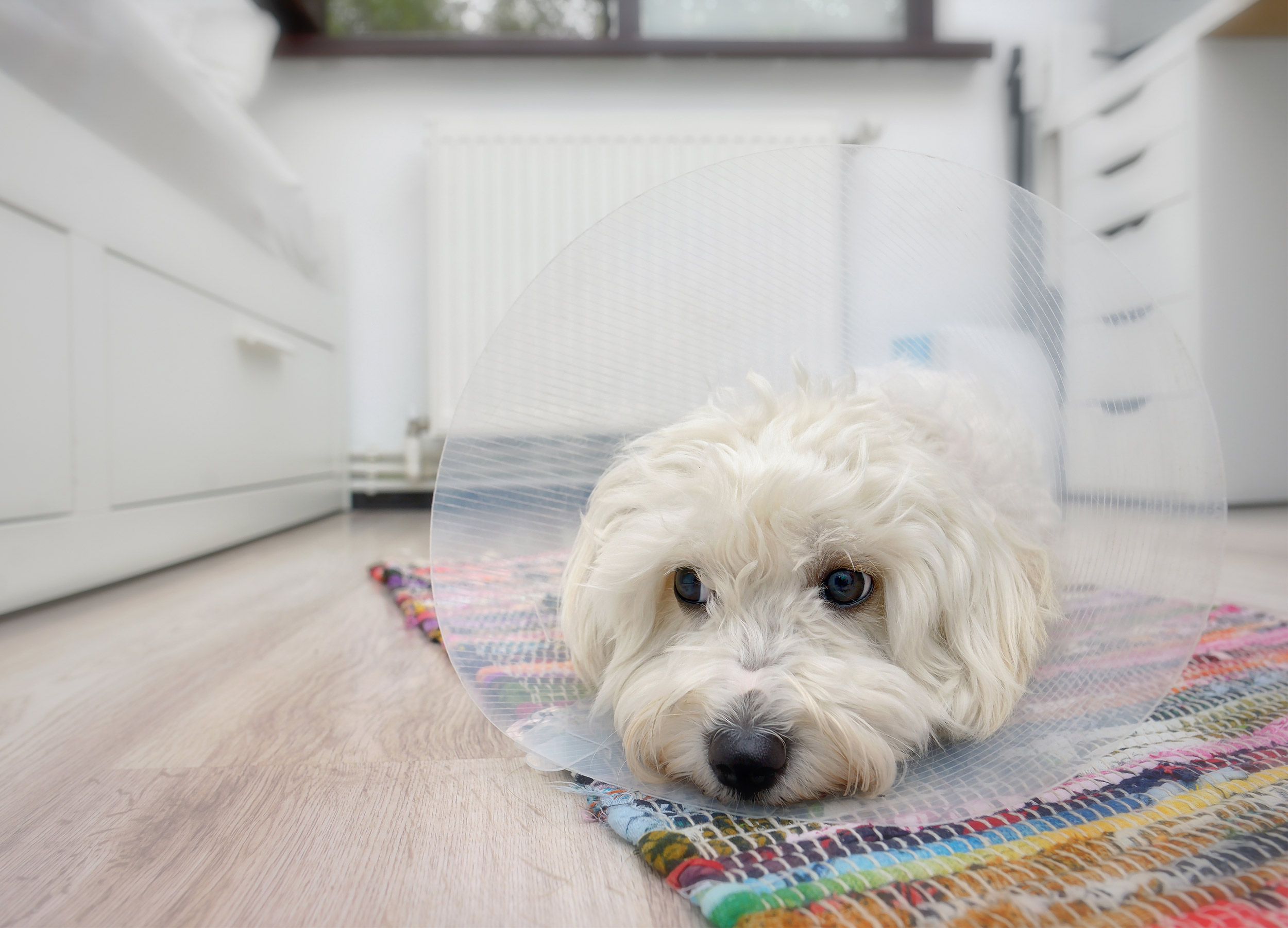 liten vit hund med krage ligger i köket