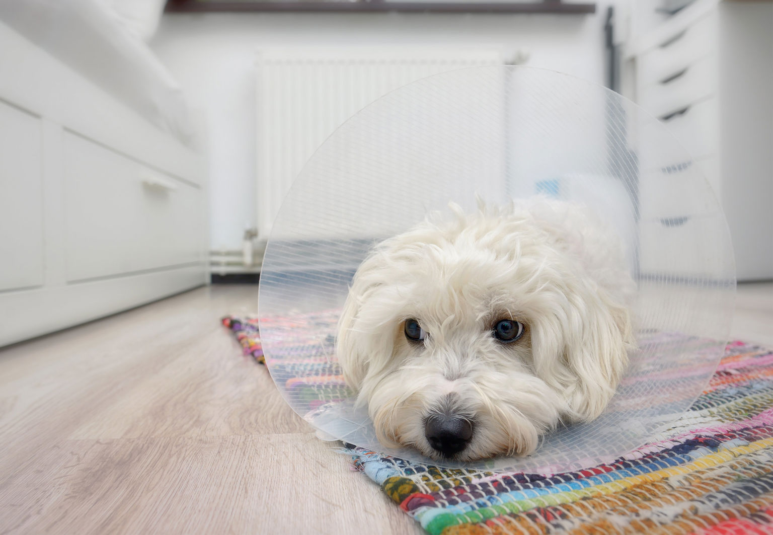 liten vit hund med krage ligger i köket