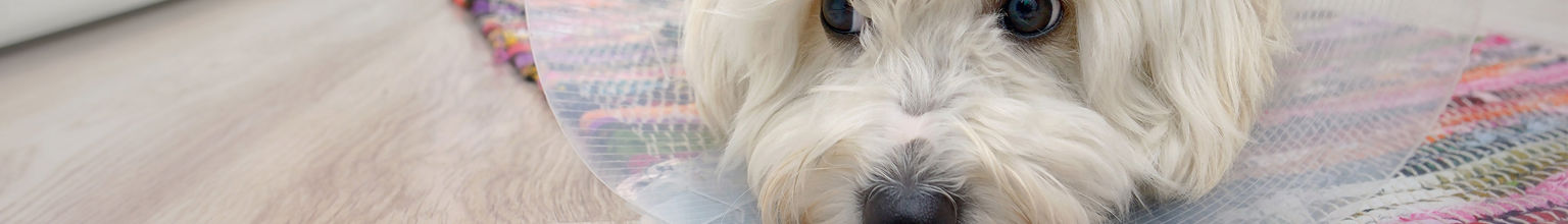 liten vit hund med krage ligger i köket