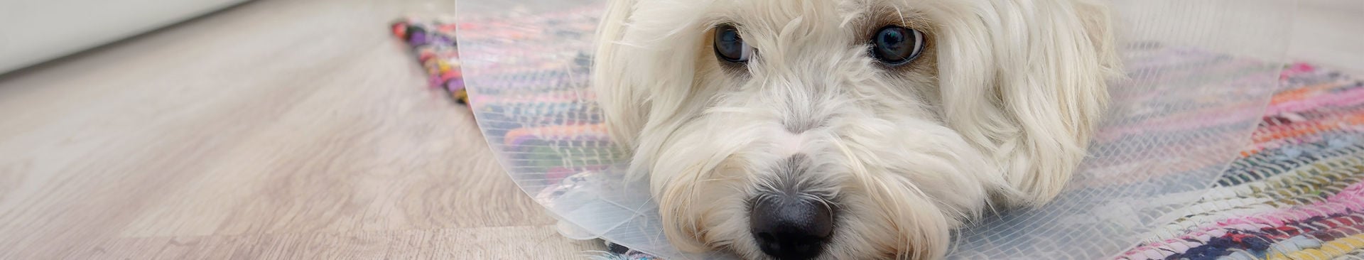 liten vit hund med krage ligger i köket