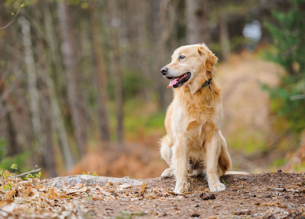 hund golden retriever sitter ute i en skog