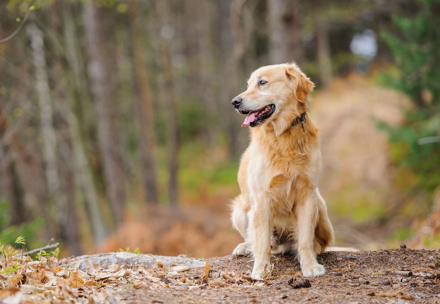 golden retriever ute i skogen
