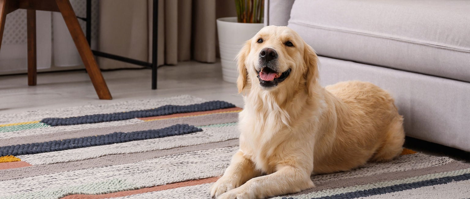 golden retriever ligger nedanför soffan