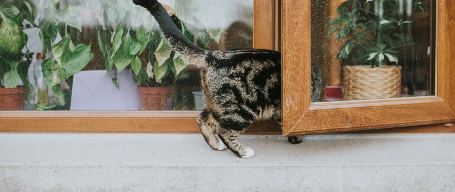 grå katt klättrar in genom fönster