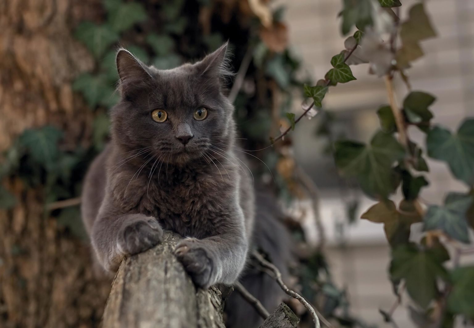 grå katt och murgröna