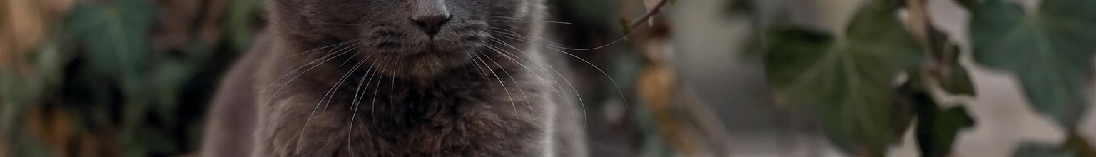 grå katt och murgröna