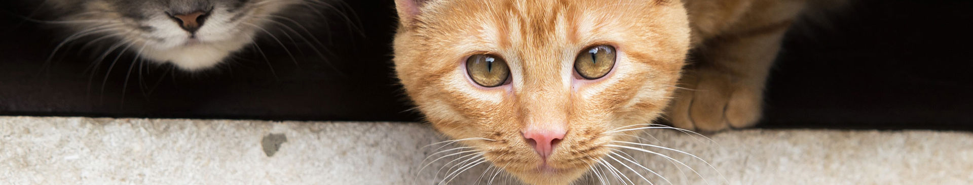 röd och grå katt kikar ut under ett staket