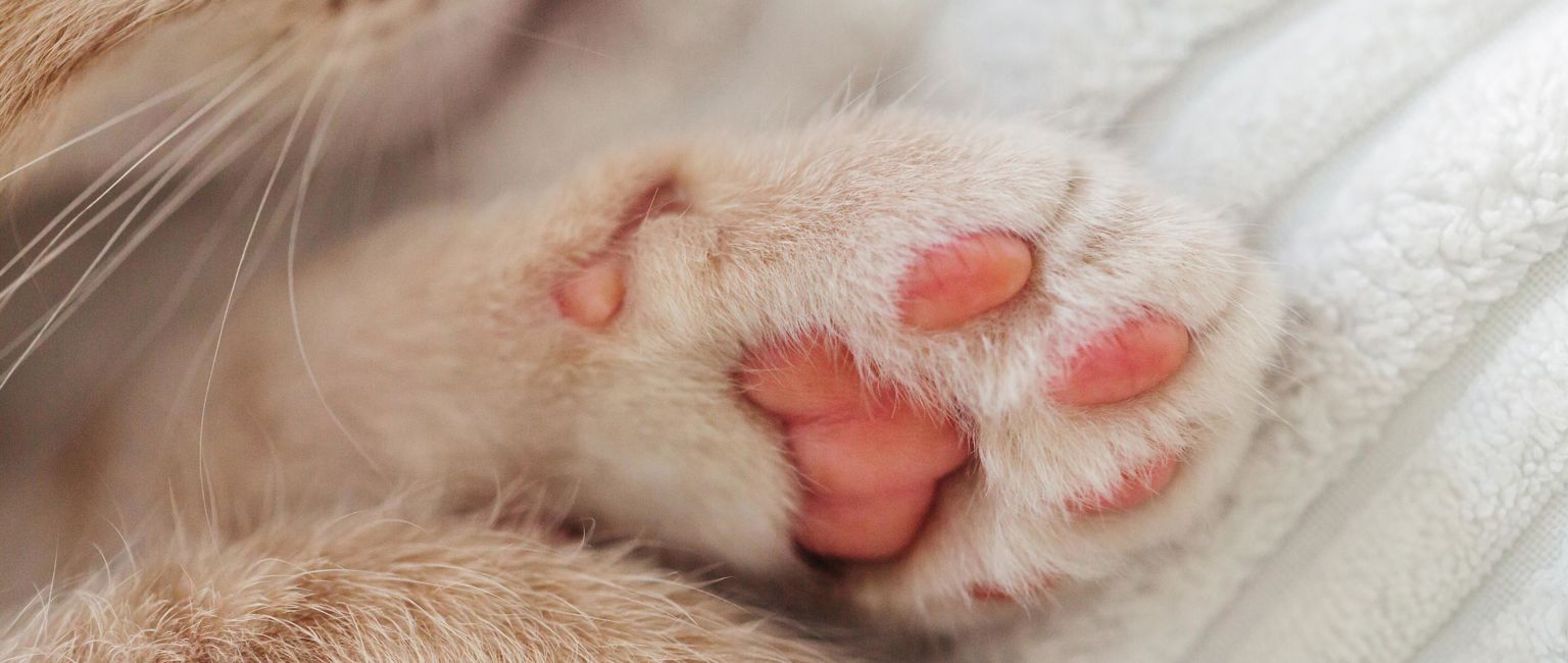 närbild på kattens tass