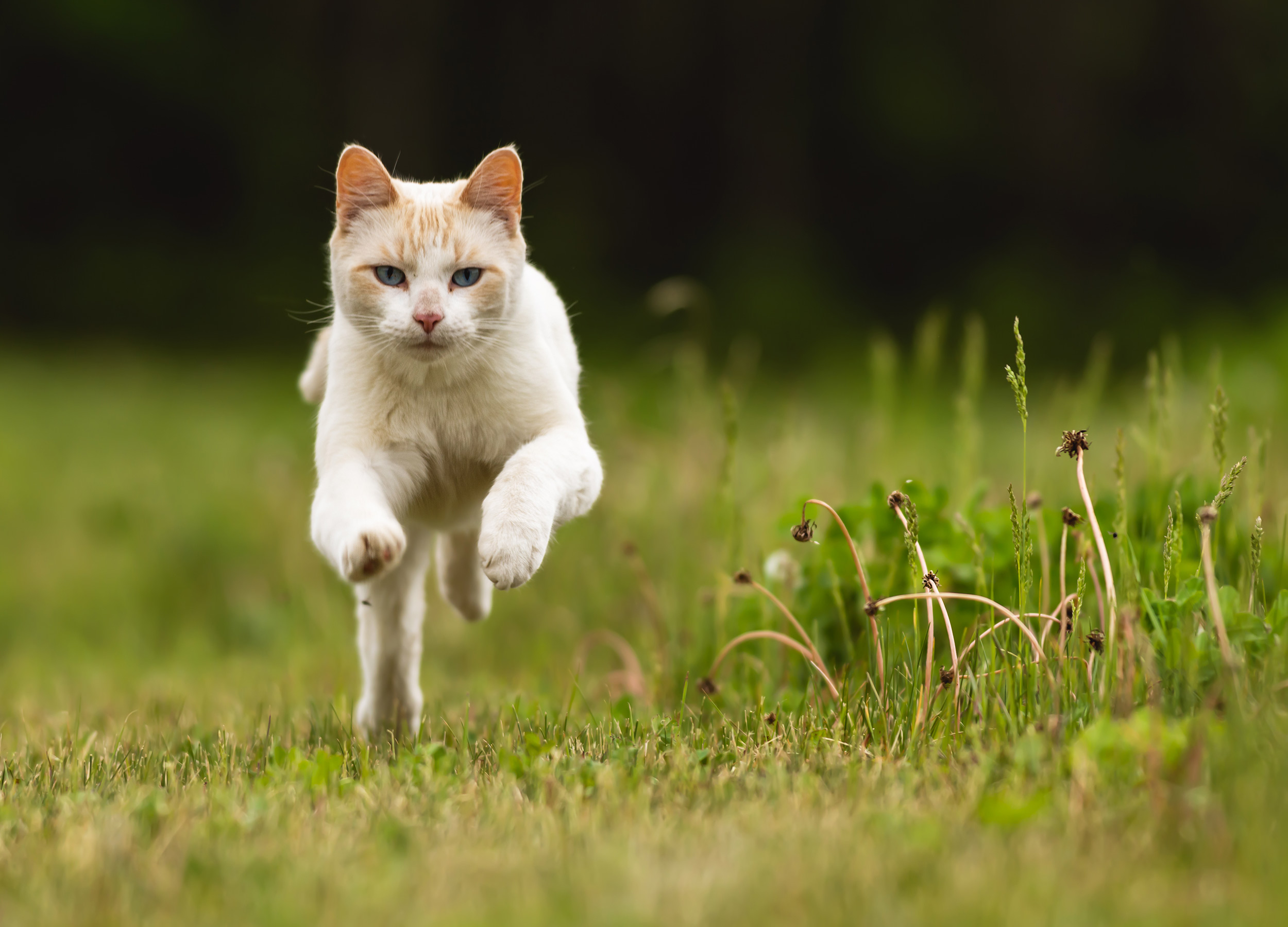 utekatt springer över gräset
