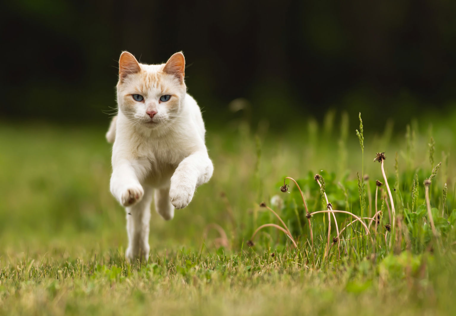 utekatt springer över gräset