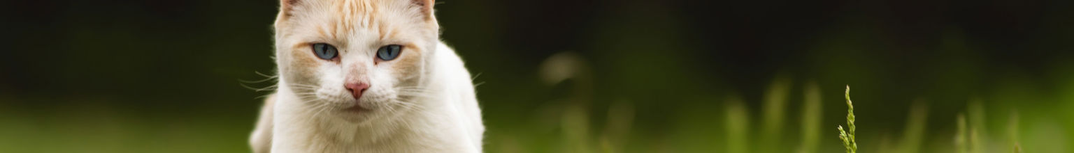 utekatt springer över gräset