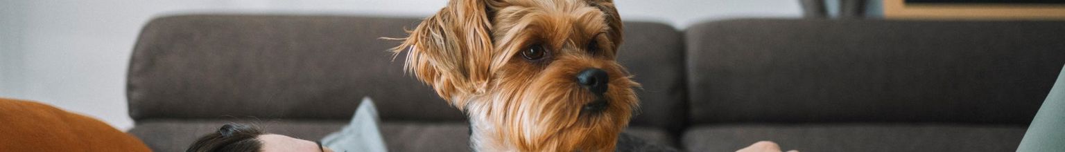 kvinna i soffan med en liten terrier