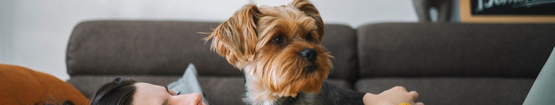 kvinna i soffan med en liten terrier