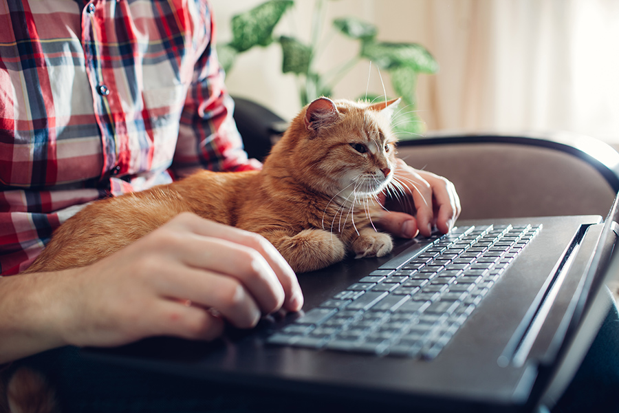 En man sitter med en laptop sin och katt i knät