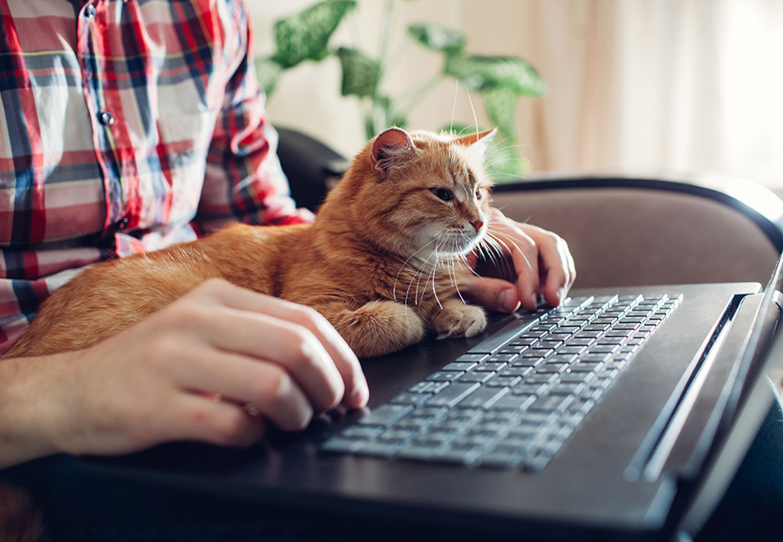 En man sitter med en laptop sin och katt i knät