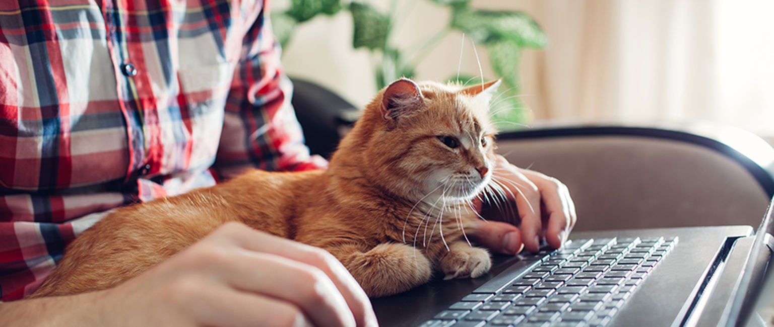 En man sitter med en laptop sin och katt i knät