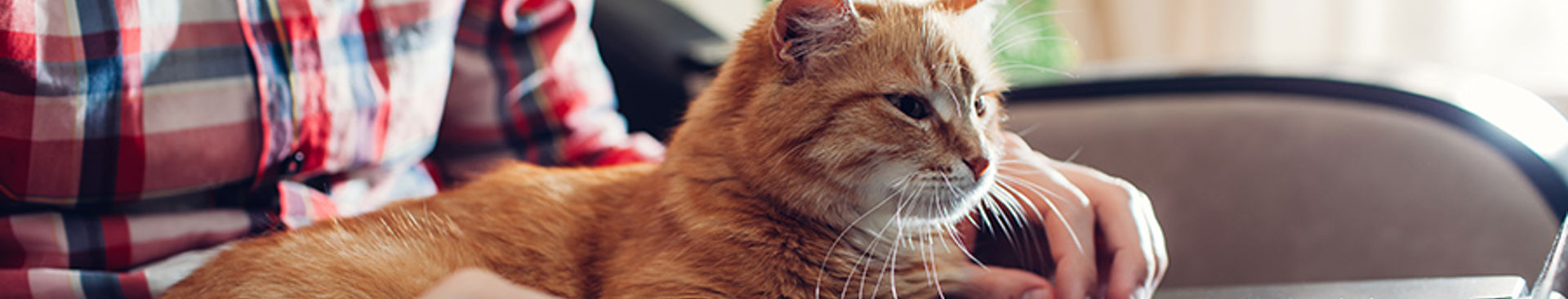 En man sitter med en laptop sin och katt i knät