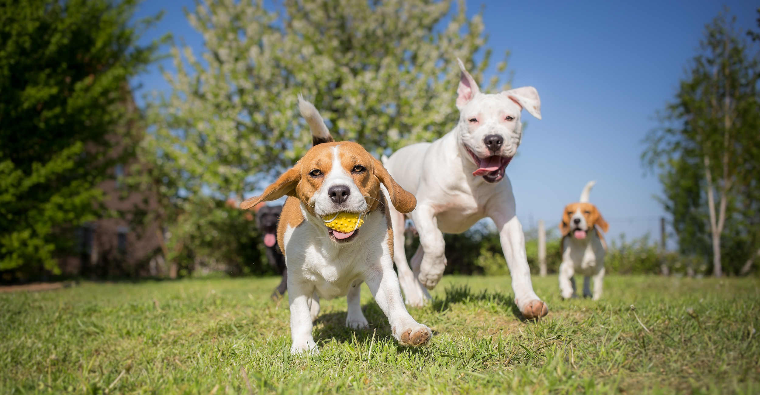 två beagle och en vit terrier leker med en boll ute på sommaren