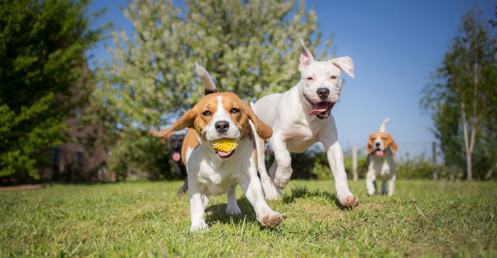 två beagle och en vit terrier leker med en boll utomhus på sommaren