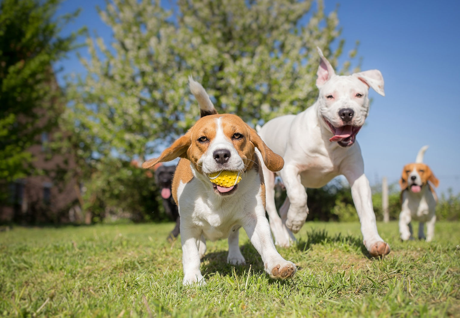 två beagle och en vit terrier leker med en boll ute på sommaren