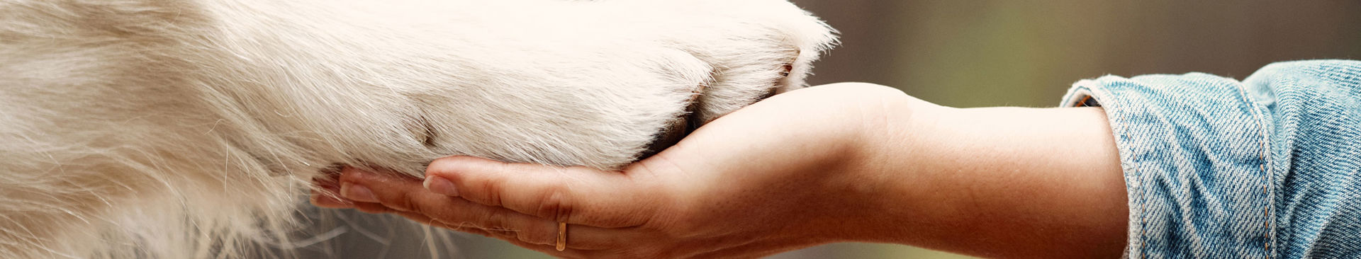 kvinna håller sin hunds tass