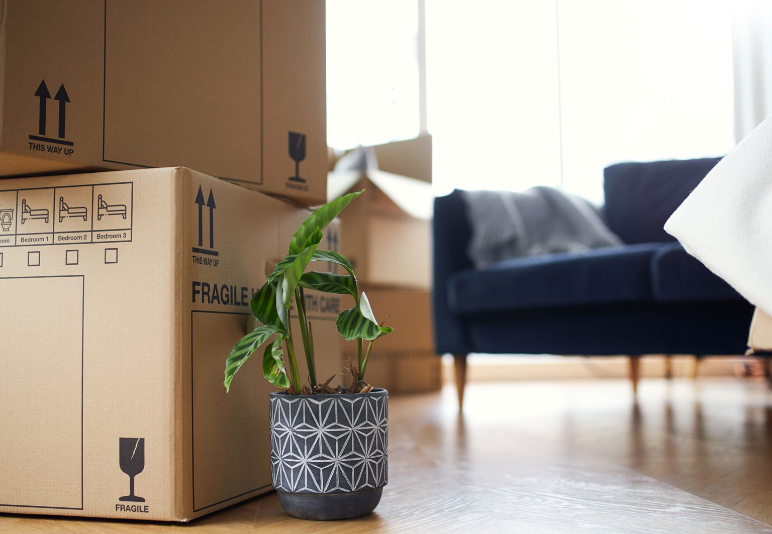 flyttlådor och krukväxt i ett vardagsrum