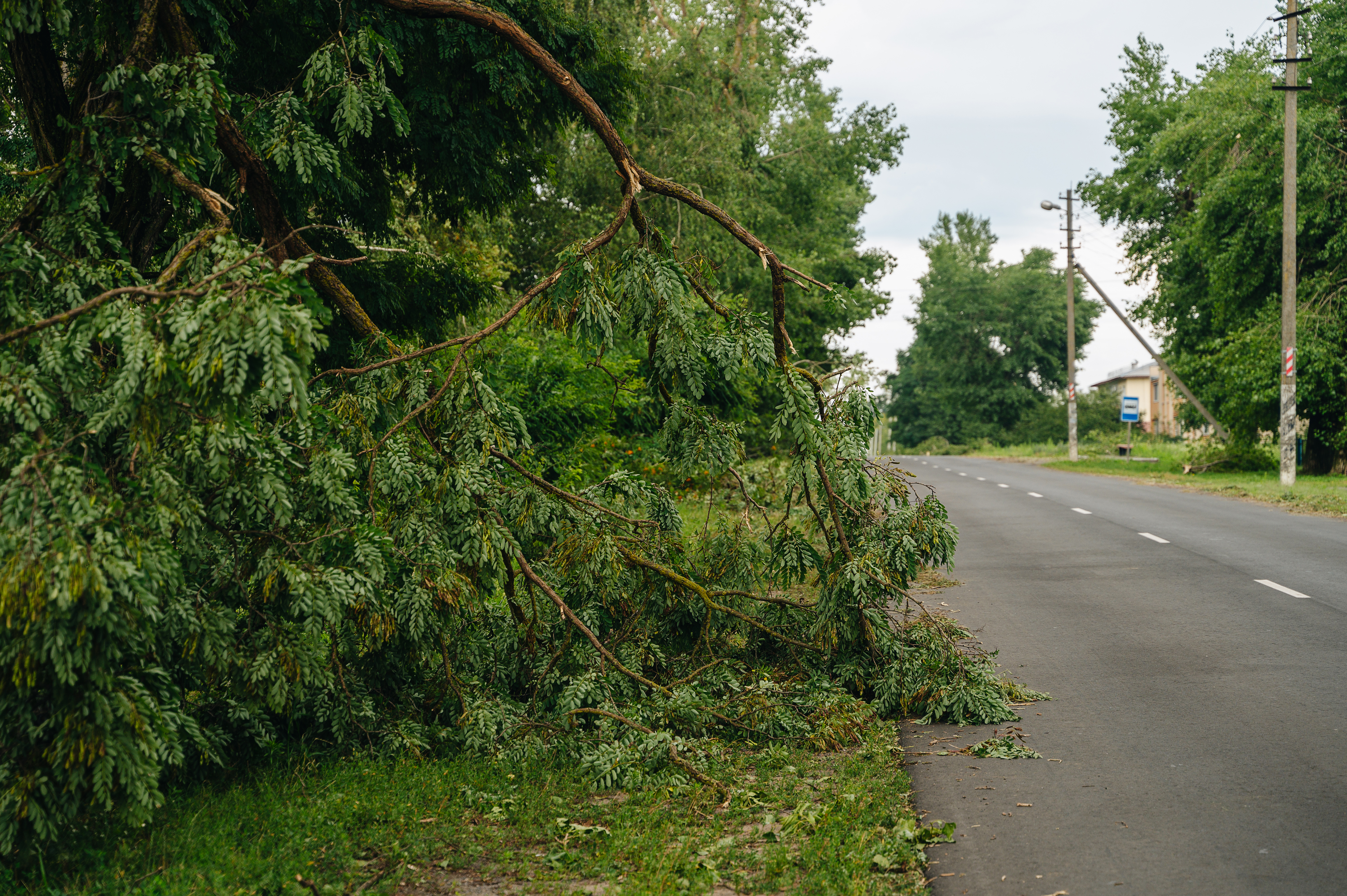 Nedfallet träd på sidan av en landsväg med hus i närheten