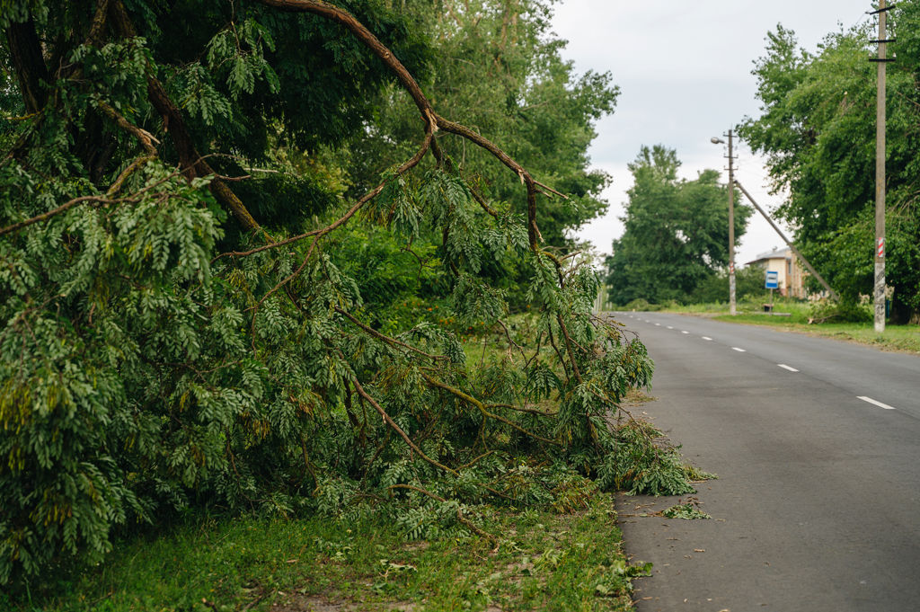 Nedfallet träd på sidan av en landsväg med hus i närheten