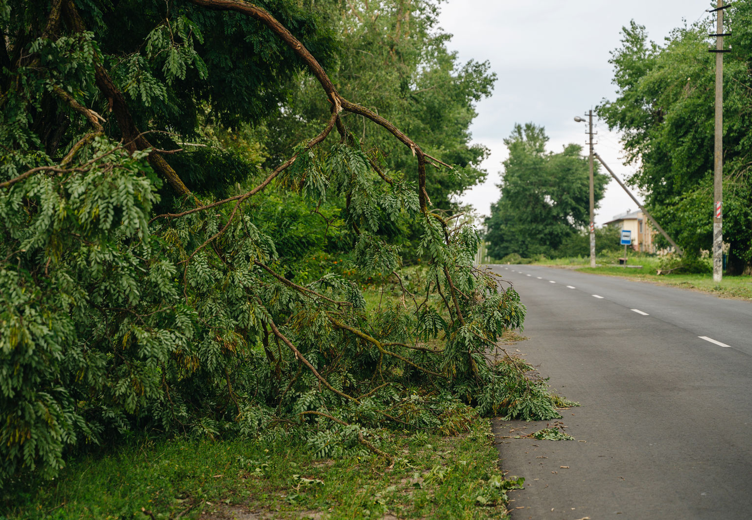 Nedfallet träd på sidan av en landsväg med hus i närheten