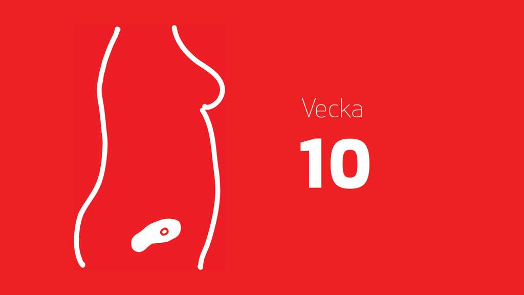 En tecknad bild på ett embryo i magen och texten vecka 10