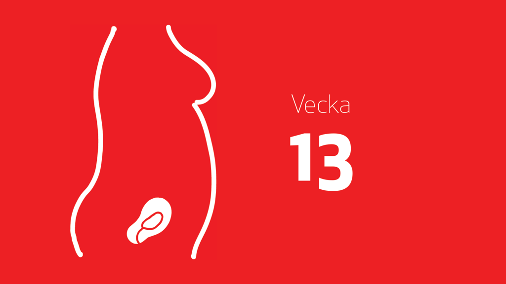 En tecknad bild på ett foster i magen och texten vecka 13