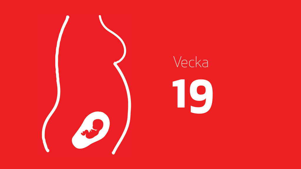 En tecknad bild på ett foster i magen och texten vecka 19