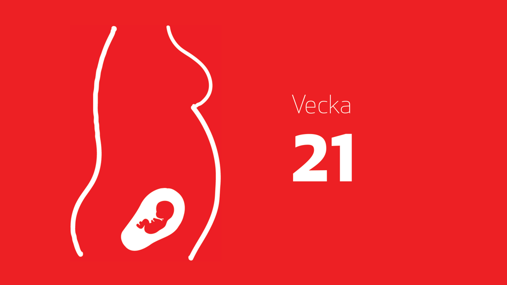 En tecknad bild på en bebis i magen och texten vecka 21