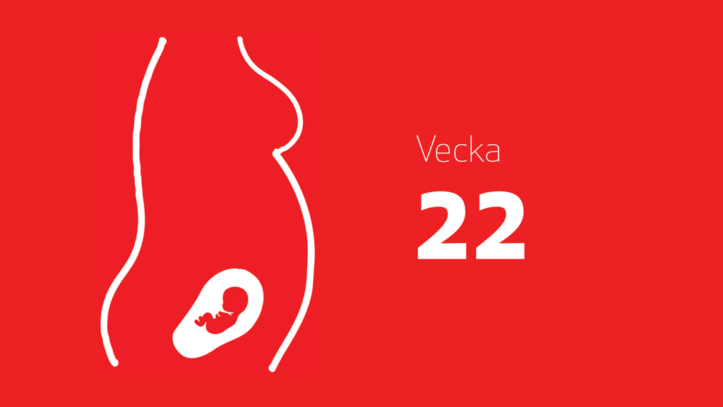 En tecknad bild på en bebis i magen och texten vecka 22