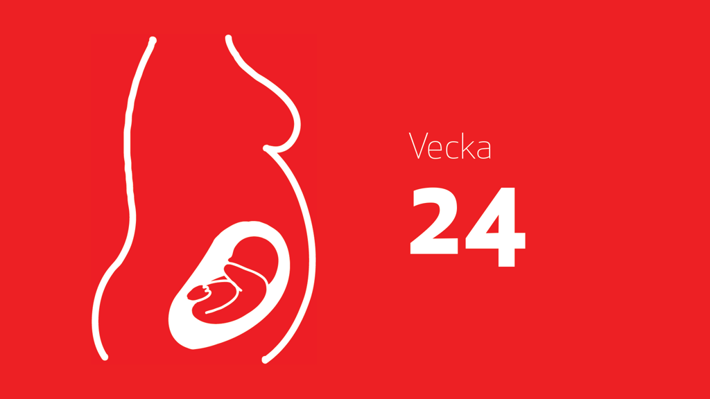 En tecknad bild på en bebis i magen och texten vecka 24
