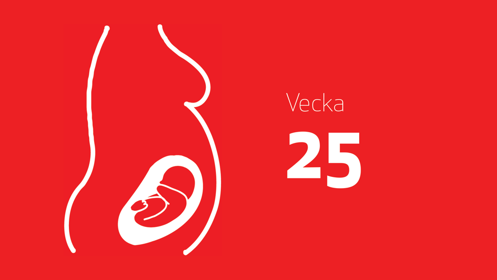 En tecknad bild på en bebis i magen och texten vecka 25